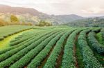 Landscape Of Green Tea Plantation Stock Photo