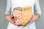 Woman Holding Model Of Human Intestines In Front Of Body Stock Photo