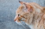 Orange Cat On The Street Stock Photo