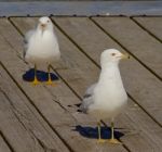 Two Gulls Stock Photo