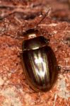Rosemary Beetle Stock Photo