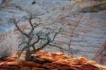 Dead Tree On A Rocky Outcrop In Zion Stock Photo