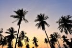 Silhouette Of Coconut Tree Stock Photo