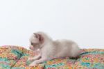 Cute Kitty Cat Relax On White Background Stock Photo