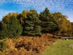 Scenic View Of The Ashdown Forest In Sussex Stock Photo