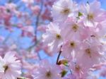 Spring Blossom Stock Photo