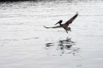 Brown Pelican In Flight Over The Sea Stock Photo