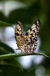 Rice Paper Butterfly (idea Leuconoe) Stock Photo