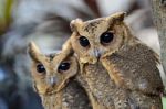 Oriental Scops Owl Stock Photo