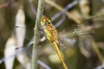 Red-veined Darter (sympetrum Fonscolombii) Stock Photo