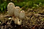 Early Growth Shaggy Manes Stock Photo