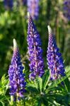 Fresh Lupine Close Up Blooming In Summer Stock Photo