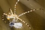 Banded Garden Spider (argiope Trifasciata) Stock Photo