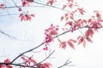 Branches Of Sakura At Sky Stock Photo