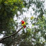 Eastern Rosella Resting On A Branch Stock Photo