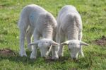 Lamb Twins Stock Photo
