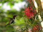 Hummingbird And Grevilha's Flower Stock Photo