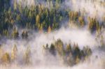 Morning Fog In Spruce And Fir Forest In Warm Sunlight Stock Photo