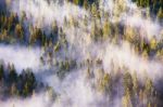 Fog And Sun Rays On The Pine And Fir Forest Stock Photo