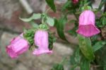Isolated Pink Bellflower Stock Photo