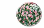 Glass Sphere With Red White Tulips On White Background Stock Photo