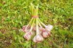 One Bundle Of Garlic Lying On The Grass Stock Photo