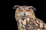 Portrait Of Eagle Owl On Black Background Stock Photo