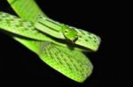 Green Vine Snake Stock Photo