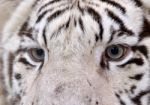 White Bengal Tiger Eyes Stock Photo
