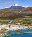 Vicuñas Graze In The Atacama, Volcanoes Licancabur And Juriques Stock Photo
