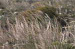 Mediterranean Needle Grass (stipa Capensis) Stock Photo
