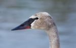 Beautiful Isolated Picture With A Cute Trumpeter Swan Stock Photo