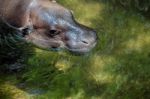 Pygmy Hippopotamus (choeropsis Liberiensis Or Hexaprotodon Liber Stock Photo