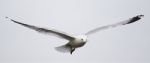 Beautiful Isolated Photo Of A Calm Flight Of A Gull Stock Photo