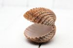 Clam Shell Isolated Stock Photo