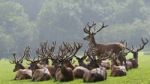 Herd Of Deer Stock Photo
