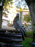 Pigeon On The Bench Stock Photo