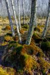Birch Tree Forest On A Swamp Stock Photo