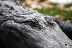 Lazy Croc Stock Photo