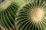 Golden Barrel Cactus (echinocactus Grusonii) Stock Photo