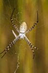 Orb-weaving Spider (argiope Bruennichi) Stock Photo