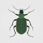 Green Beetle Stock Photo