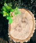 Tree Bark Wood Cutting And Some Green Leaves Growthing Against W Stock Photo