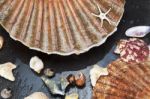 Sea Shells Background Stock Photo