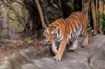 Bengal Tiger Walking On The Rock Stock Photo