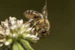 Honey Bee Collecting Nectar Stock Photo