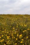 Spring Algarve Landscape Flora Stock Photo