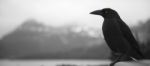 Black Currawong Resting On A Tree Branch Stock Photo