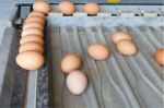Sorting Eggs Stock Photo