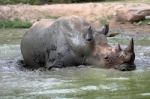 Rhino In The Muddy Water Stock Photo